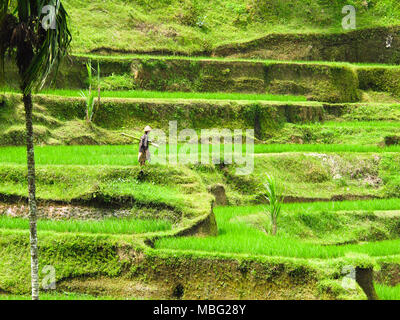 green rice field in bali indonesia Stock Photo