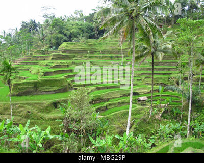 green rice field in bali indonesia Stock Photo