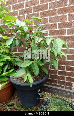 Growing guava or known as Psidium guajava in a pot Stock Photo