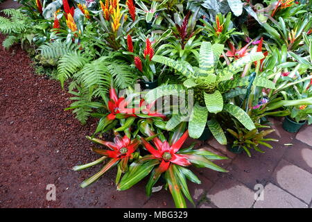 Mixed colours of Vriesea plants or known as Vriesia draco Bromeliad Stock Photo