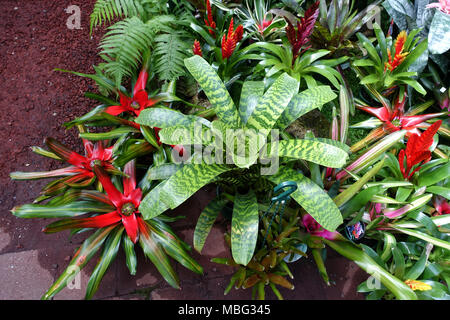 Mixed colours of Vriesea plants or known as Vriesia draco Bromeliad Stock Photo