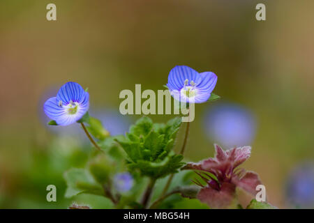 health speedwell close up against blurry background Stock Photo