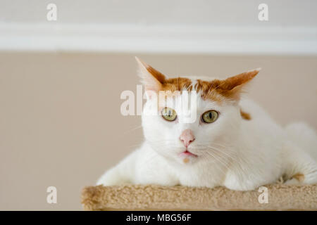 White cat being interrogative looking at the camera Stock Photo