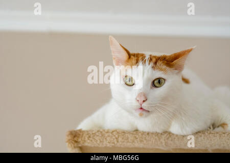 White cat being interrogative looking at the camera Stock Photo