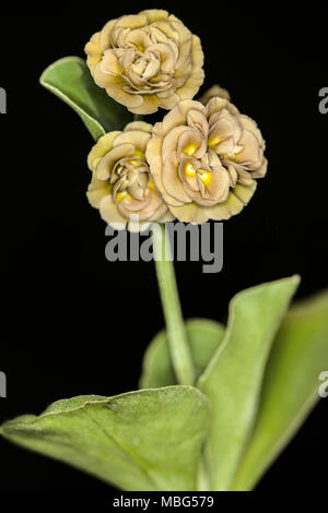 Primula double auricula on a black background Stock Photo