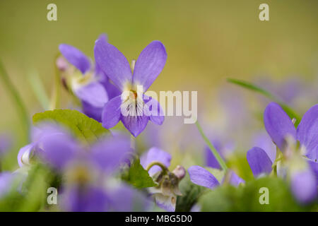 group of Wild viola against blurry background Stock Photo