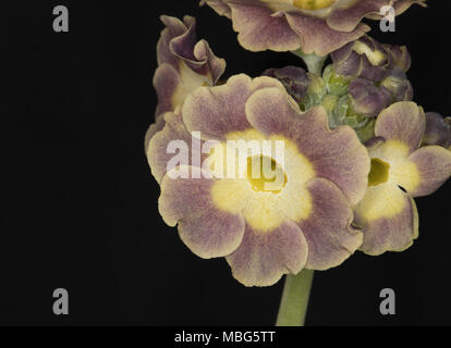 Closeup of a primula auricula on a black background Stock Photo