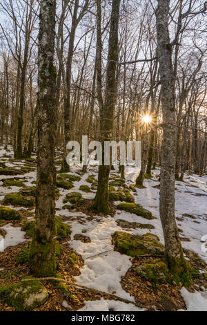 It is a forest from an elfic legend, at sunset of a cold winter day Stock Photo