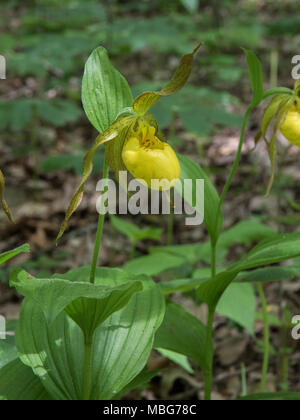 A blooming yellow lady's-slipper. Stock Photo