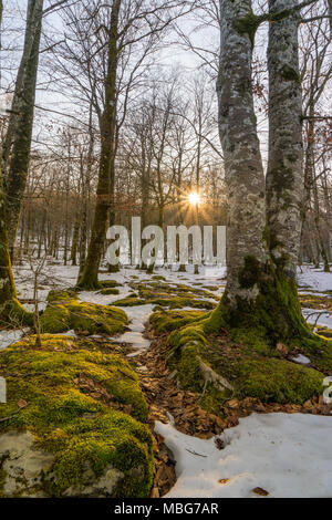 It is a forest from an elfic legend, at sunset of a cold winter day Stock Photo