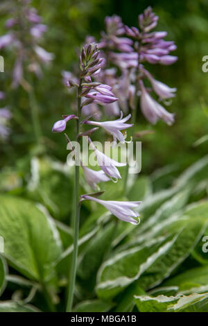 Violet flowers of blooming hosta Hosta undulata Stock Photo