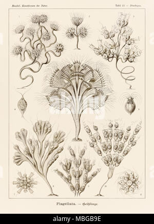 Plate 13 Dinobryon Flagellata from ‘Kunstformen der Natur’ (Art Forms in Nature) illustrated by Ernst Haeckel (1834-1919). See more information below. Stock Photo