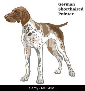 Colorful decorative portrait of standing in profile German Shorthaired Pointer, vector isolated illustration on white background Stock Vector