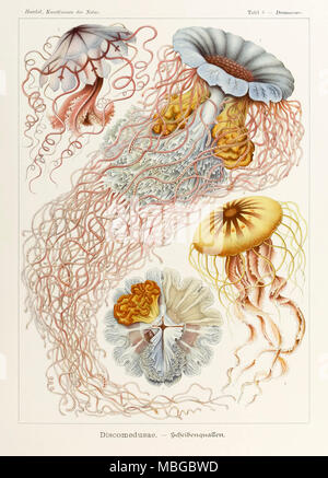 Plate 8 Desmonema Discomedusae from ‘Kunstformen der Natur’ (Art Forms in Nature) illustrated by Ernst Haeckel (1834-1919). See more information below. Stock Photo