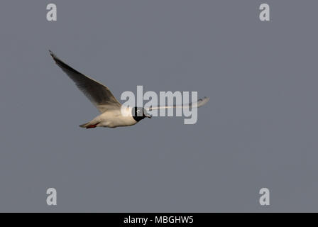 Saunder's Gull (Saundersilarus saundersi) adult in flight  Hebei, China       May Stock Photo