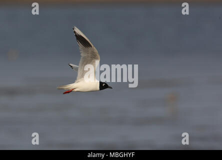 Saunder's Gull (Saundersilarus saundersi) adult in flight  Hebei, China       May Stock Photo