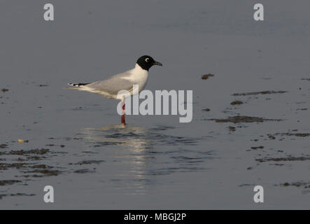 Saunder's Gull (Saundersilarus saundersi) adult on beach standing in shallow water  Hebei, China       May Stock Photo