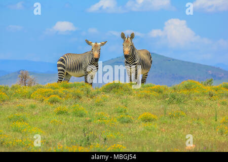 Two frontal Cape Mountain Zebra, Equus zebra, in flowery grassland of Zebra Mountain National Park, Eastern Cape, South Africa. The park is located near the Bankberg mountains and the Great Karoo. Stock Photo