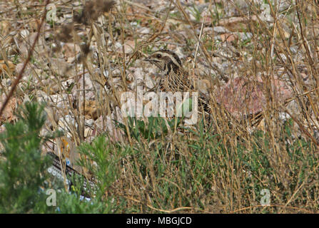 Japanese Quail (Coturnix japonica) migrant adult in vegetation by beach  Beidaihe, Hebei, China            May Stock Photo
