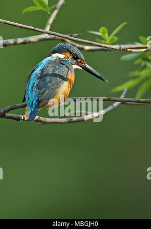 Common Kingfisher (Alcedo atthis bengalensis) adult male perched on branch  Beidaihe, Hebei, China       May Stock Photo