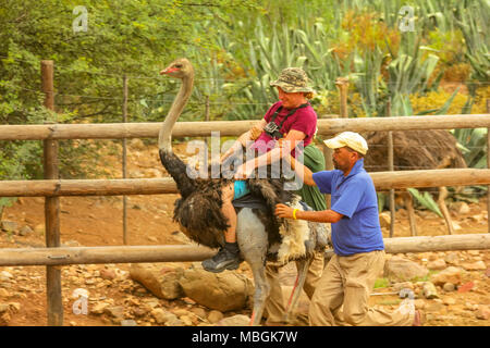 Oudtshoorn, South Africa - Jen 6, 2014: funny tourist enjoying Ostrich riding at Cango Ostrich Show Farm famous for riding of ostriches. Oudtshoorn in Western Cape is known for numerous ostrich farms. Stock Photo