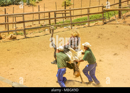Oudtshoorn, South Africa - Dec 29, 2013: young tourist riding at Ostrich at Cango Ostrich Show Farm during a popular ostrich tour. Oudtshoorn is famous for tourist activities with ostriches. Stock Photo