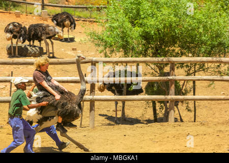 Oudtshoorn, South Africa - Dec 29, 2013: people enjoying Ostrich riding at Cango Ostrich Show Farm famous for funny riding of ostriches. Oudtshoorn in Western Cape is known for numerous ostrich farms. Stock Photo