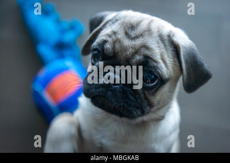 Pug Puppy Begging for Food Stock Photo