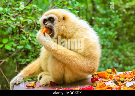 White Handed or Lar Gibbon Monkey. Gibbon eating fruits in the forest, Hylobates Lar species living in Indonesia, Laos, Malaysia, Myanmar and Thailand in tropical rain forests. Stock Photo