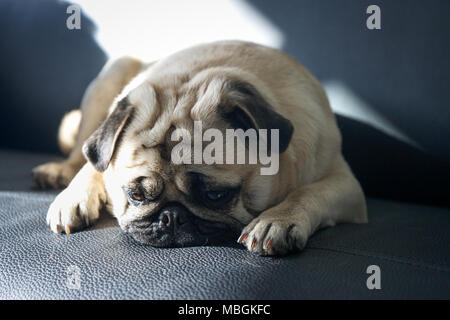 Miserable Pug on the Couch Stock Photo