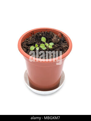 Growing flowers from seeds in a plastic pot Stock Photo