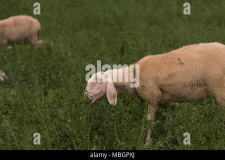 Flock of sheep browsing on alfalfa countryside hill field Stock Photo ...