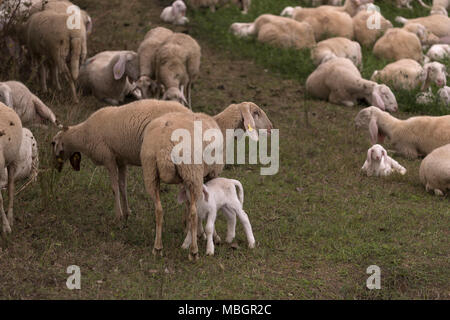Flock of sheep browsing on alfalfa countryside hill field Stock Photo ...