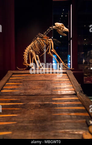 Skeleton of a dog and early backgammon board on display at The Mary Rose Museum. It was recovered from wreck of the Mary Rose. Historic Dockyard, Portsmouth, UK. Stock Photo