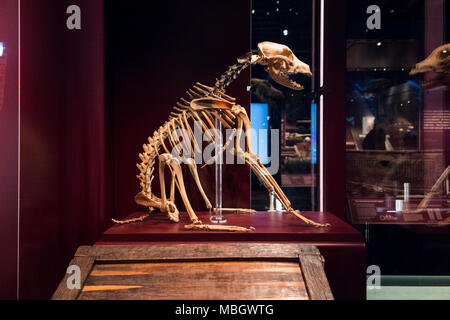 Skeleton of a dog (ship's dog) on display at The Mary Rose Museum. It was recovered from wreck of the Mary Rose. Historic Dockyard, Portsmouth, UK (95) Stock Photo