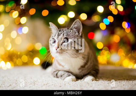 Large gray Cat without breed with blue eyes near the Christmas tree with garlands Stock Photo