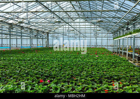 Gloxinia flowering colorful houseplants cultivated as decorative or ornamental flower, growing in greenhouse Stock Photo