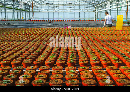 Gloxinia flowering colorful houseplants cultivated as decorative or ornamental flower, growing in greenhouse Stock Photo