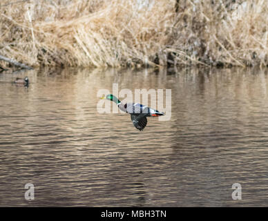 mallard duck flying over a body of water Stock Photo