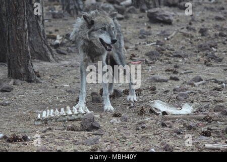 Watching Wolf Stock Photo