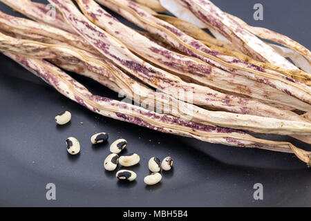 Dried Green-purple or Tiger pattern Yard Long Bean with seed ready for cropping (Sciencetific name is - Vigna unguiculata subsp. sesquipedalis) Stock Photo