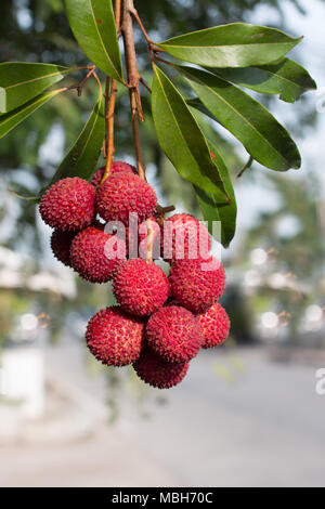 fresh lychee on tree in lychee orchard Stock Photo