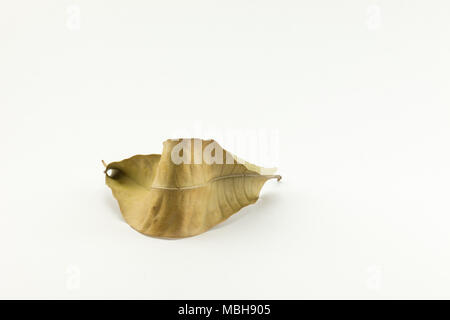 Dried mango leave on white background Stock Photo