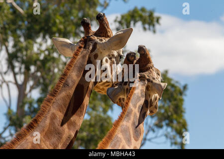 Two giraffes together looking away from the camera on 3rd April 2018 in South Australia Stock Photo