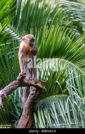 A baby Mandrill Baboon having fun at the zoo Stock Photo