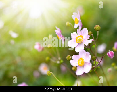 Anemone hupehensis or thimble weed in the sunlight. Autumn flowers, pink flowers with selective focus and blurred background. Stock Photo
