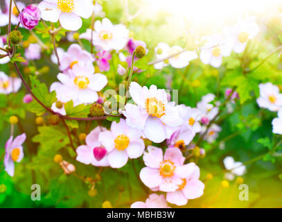 Anemone hupehensis or thimble weed in the sunlight. Autumn flowers, pink flowers with selective focus and blurred background. Stock Photo