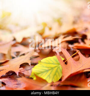 Autumn leaves, forest floor with sunlight and selective focus. Autumn foliage, close-up shot. Stock Photo