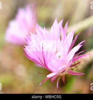 Blossoming cactus with selective focus and pink or rose flowers. Desert plant with beautiful flowers. Stock Photo