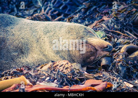 Close up image of a New Zealand Fur Seal sleeping on seaweed along the Kaikoura Coast Stock Photo